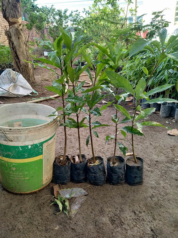 cây lộc vừng cao 60cm