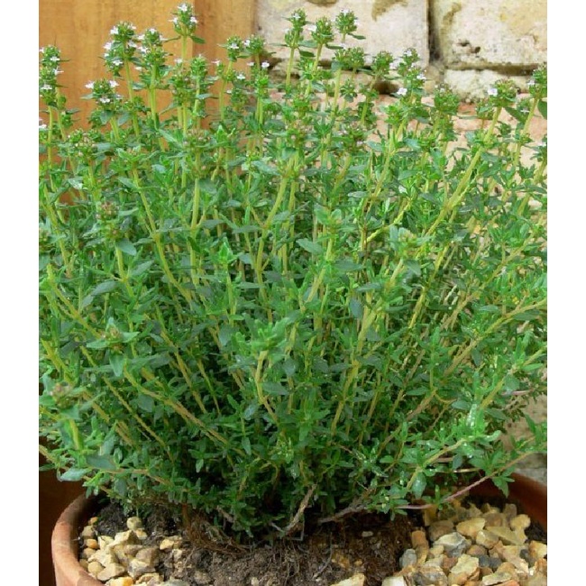 Hạt giống Cỏ Xạ Hương (Thyme) - Gói 100 hạt