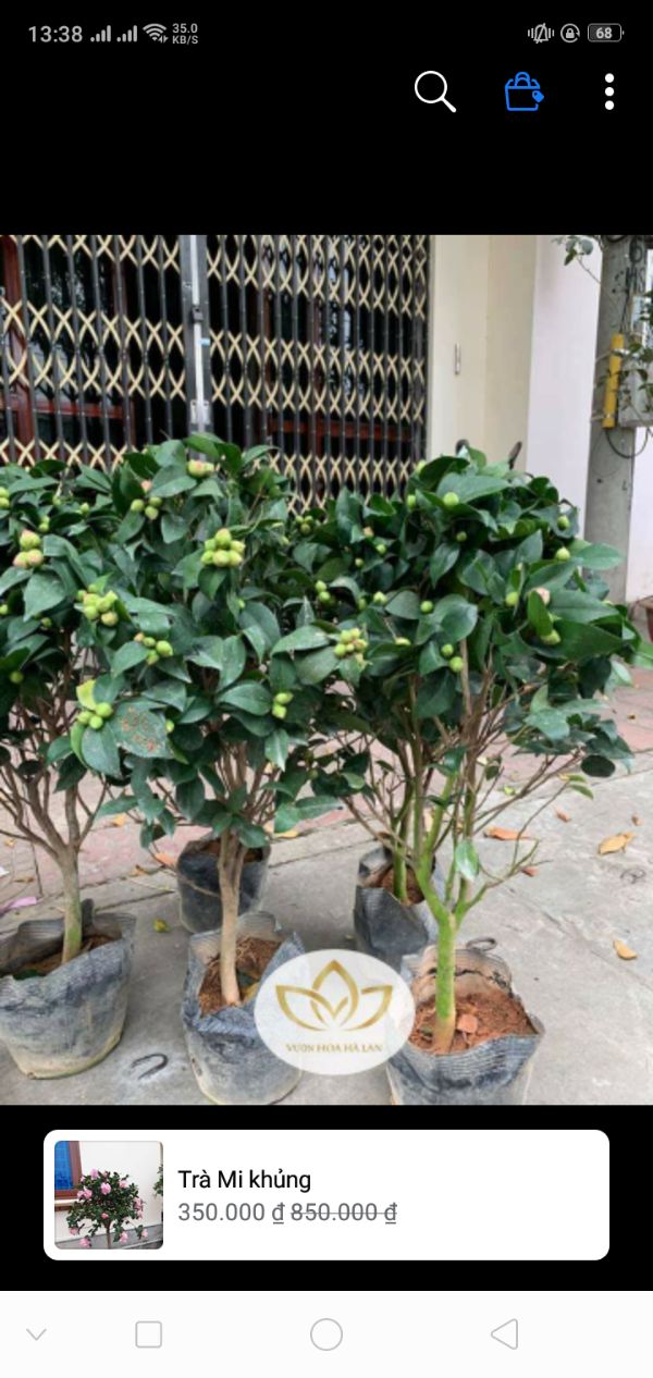 Hoa trà my giống bầu đất