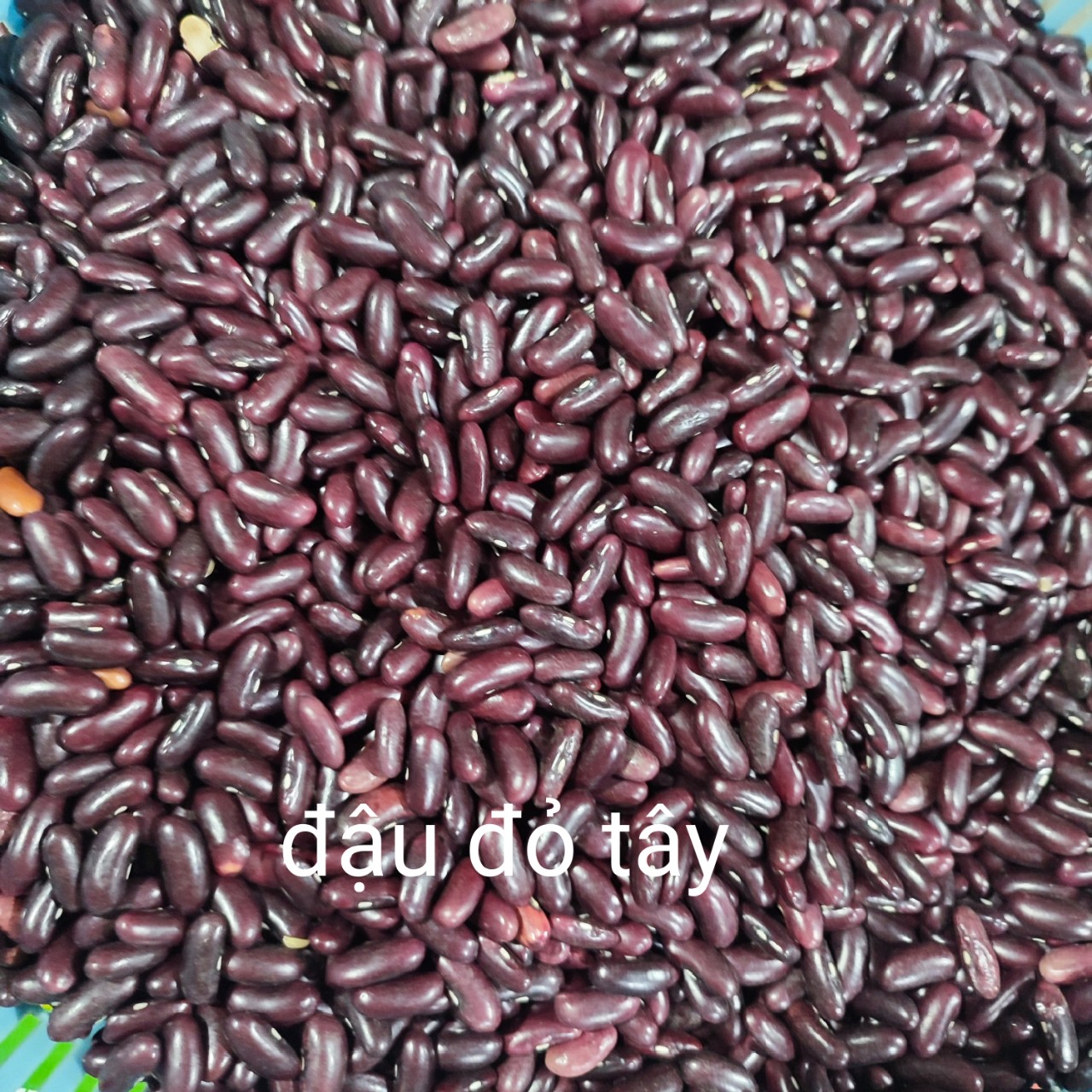 Đậu đỏ hạt to/ Đậu đỏ tây