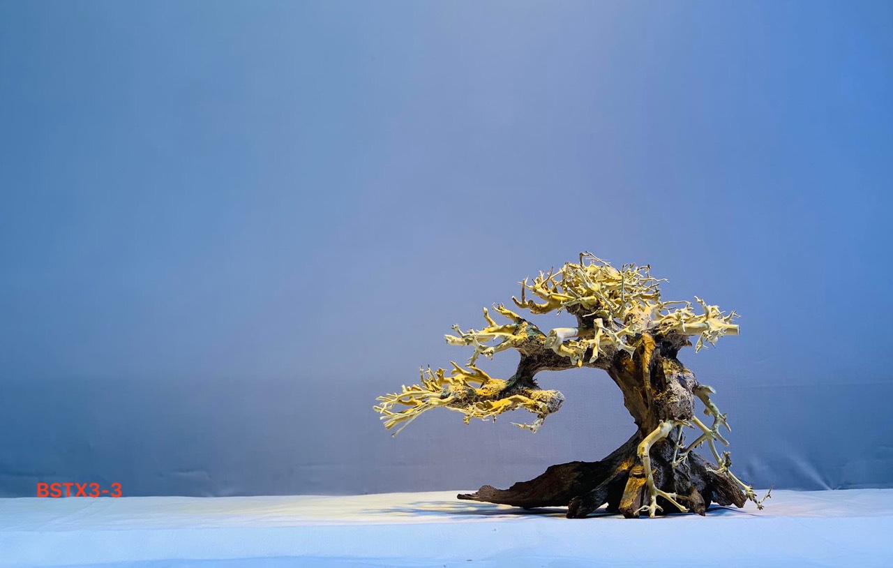 Gỗ lũa thủy sinh _ BSTX3_Driftwood bonsai 15*20 (cm) Cây gỗ lũa bonsai dáng đổ (Có 6 loại: Tán xương, tán gỗ, Bông Tùng xanh, Bông Tùng đỏ, Tùng Cam, Tùng màu kem)