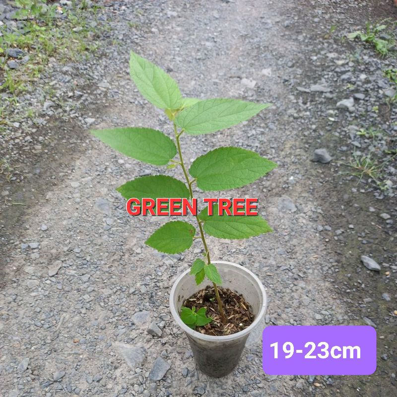 1 cây giống trứng cá