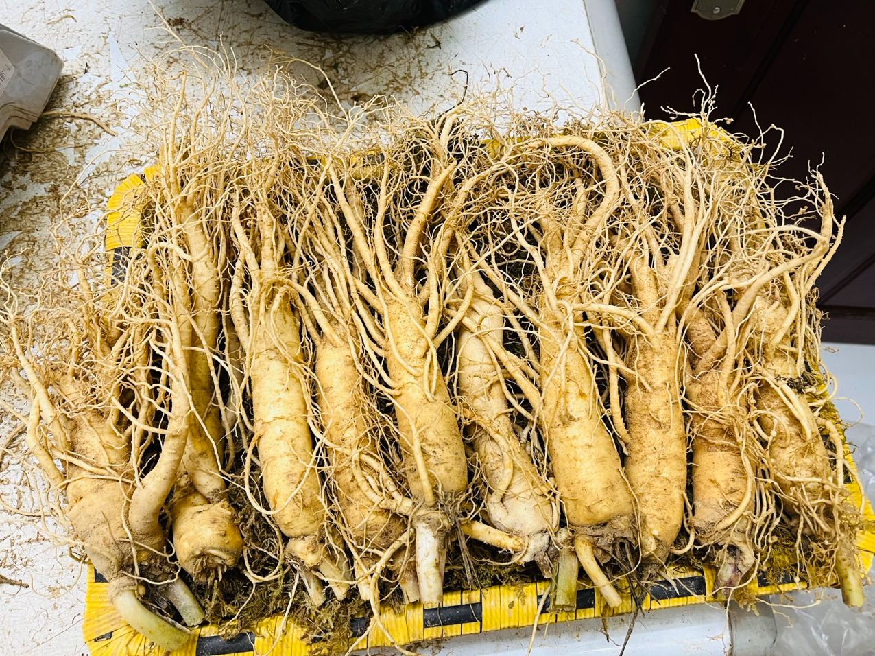 1 Củ Nhân Sâm Tươi Hàn Quốc Size 10 Củ/Kg, 1 củ 100gram