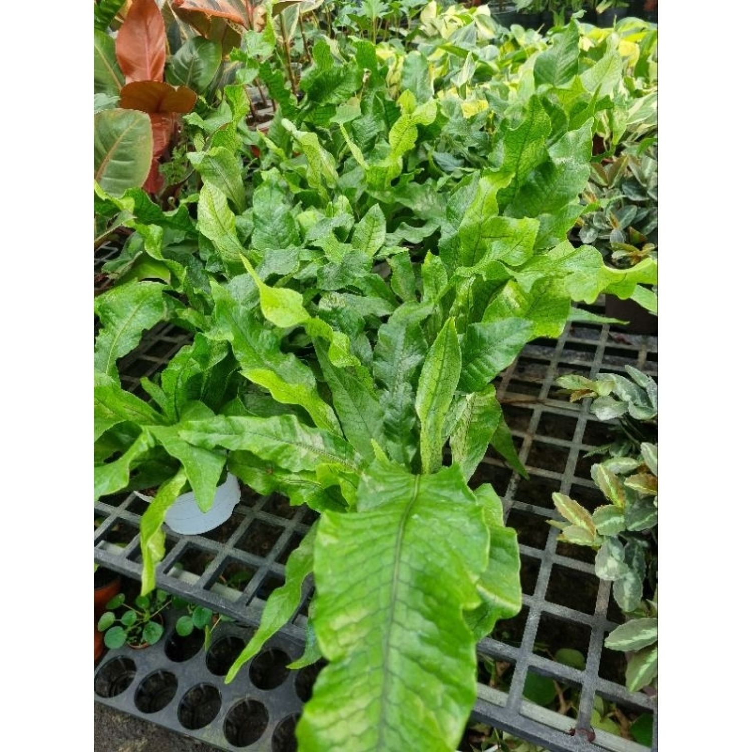 Cây Dương xỉ cá sấu size lớn (Microsorum musifolium)
