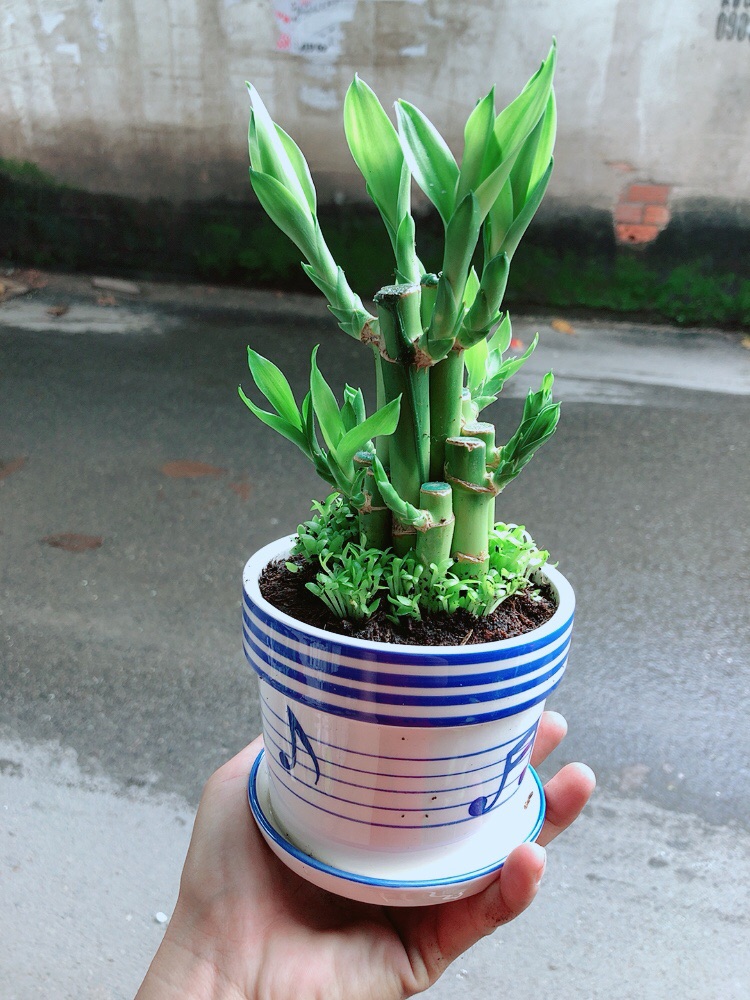 Chậu Cây Trúc Phát Tài