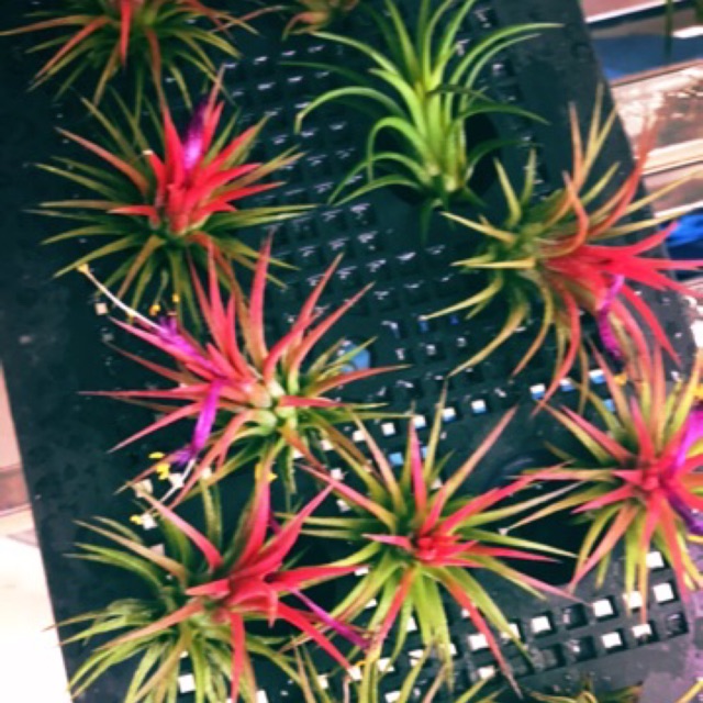 Sale Cây Không Khí Ionantha
