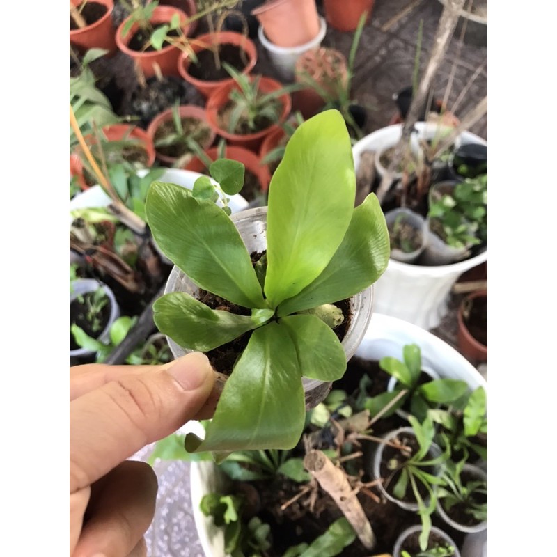 [ Chuẩn Giống F1 ] Cây tổ quạ cây giống mini