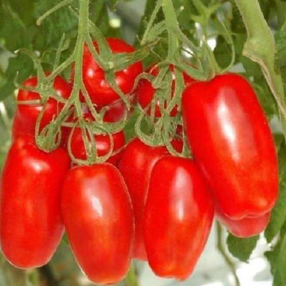 Hạt giống cà chua chuối ,quả dài-gói 20 hạt