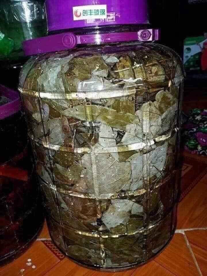 Lá Dâm Dương Hoắc ( 500g ) - Bổ Thận , Tăng sinh lý