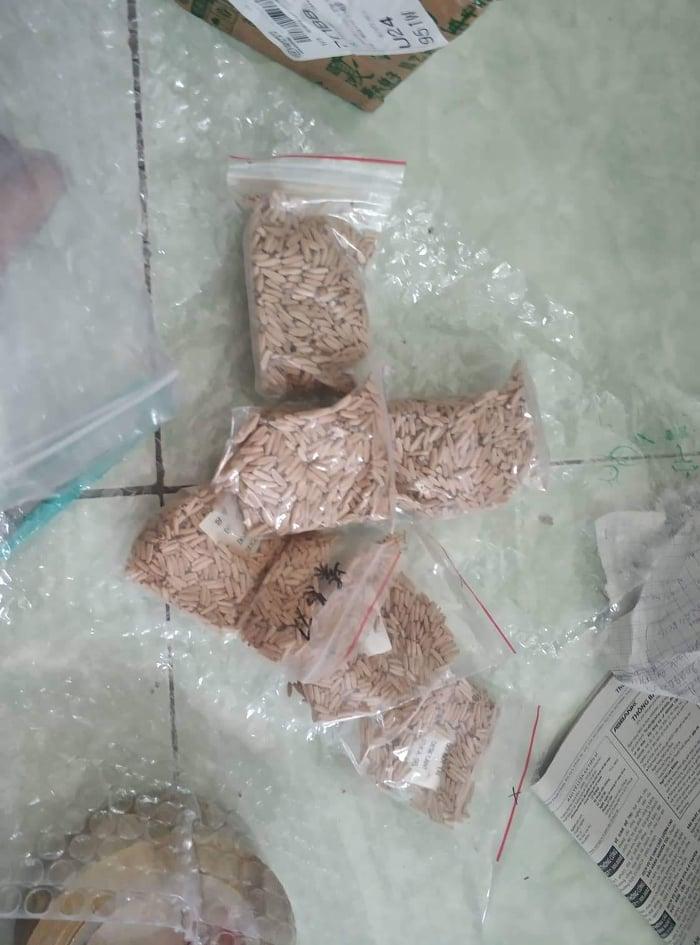 Hạt giống hoa sứ kép mix màu