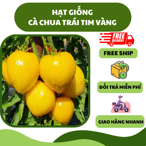 Hạt giống cà chua trái tim vàng - thơm ngon, ngọt dịu