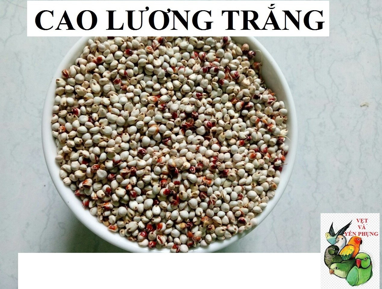 HẠT BOBO TRẮNG (CAO LƯƠNG TRẮNG) CHO CHIM CẢNH, VẸT, HAMSTER.
