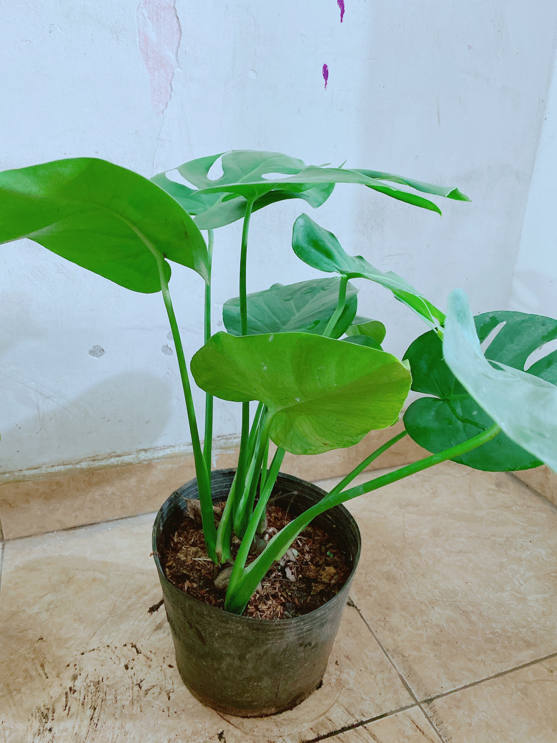 Cây Trầu Bà Lá Rách