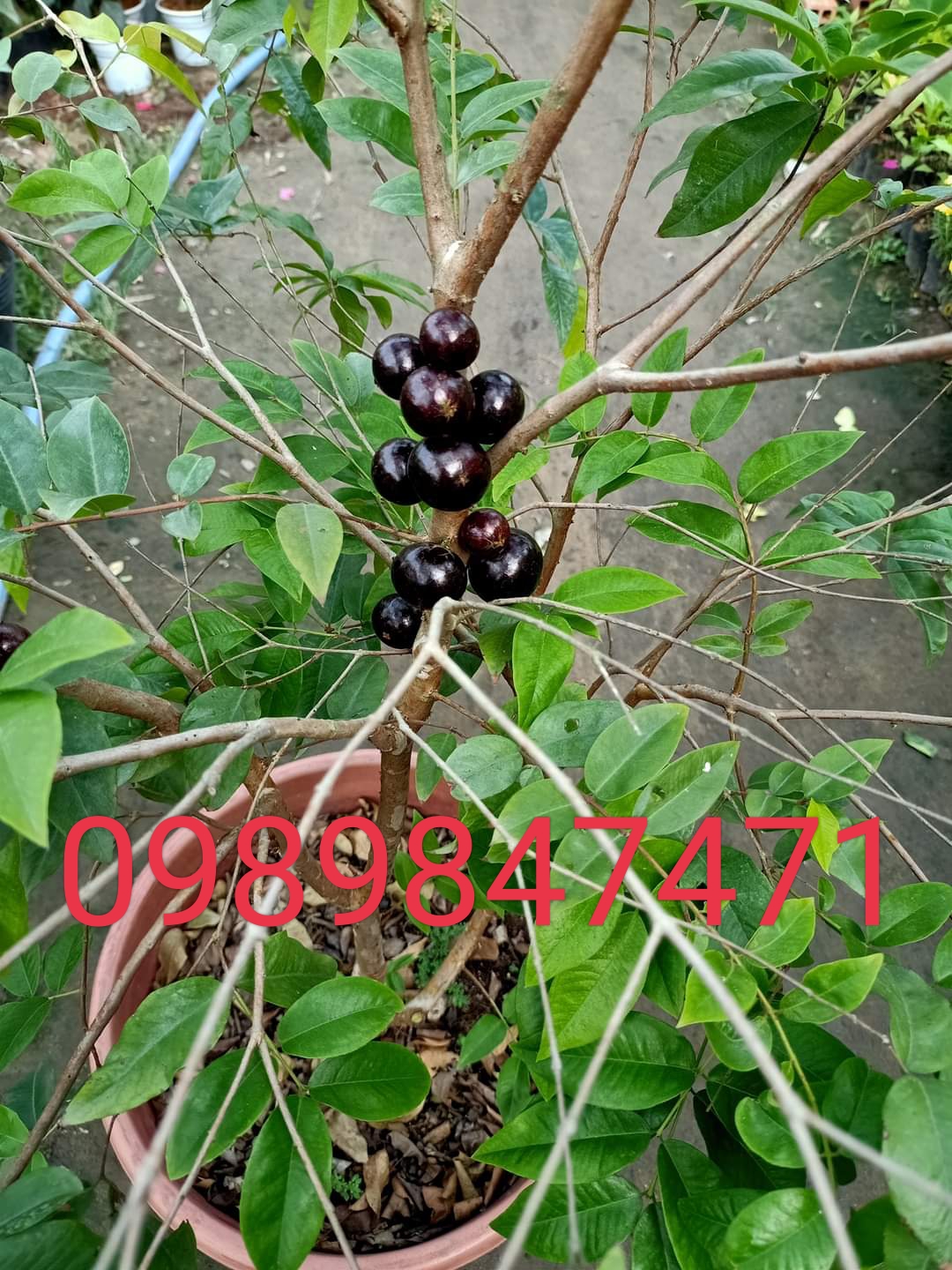Nho thân gỗ tứ quý lá lớn combo 2cây
