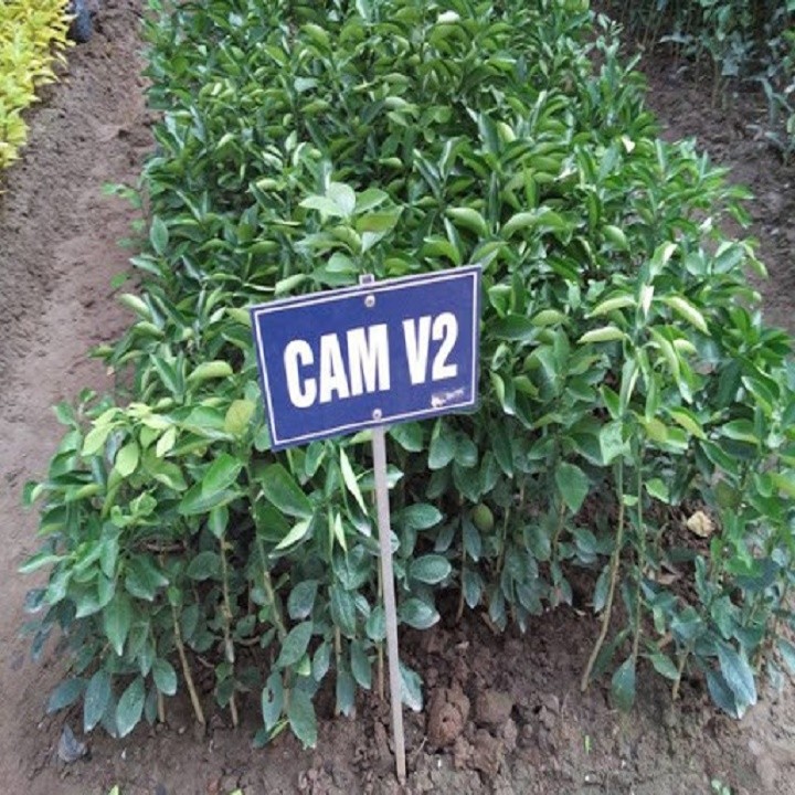 Cây giống CAM V2 siêu quả, ngọt mát