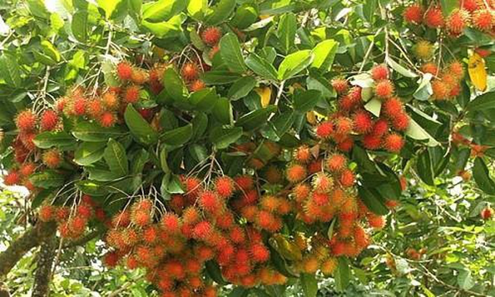 CÂY GIỐNG CHÔM CHÔM NHÃN SIÊU NGON SIÊU QUẢ- CAM KÊT GIỐNG CHUẨN F1