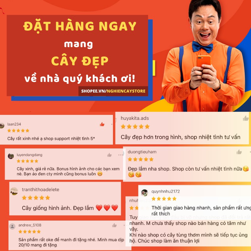 Cây hồng môn đỏ để bàn siêu hoa