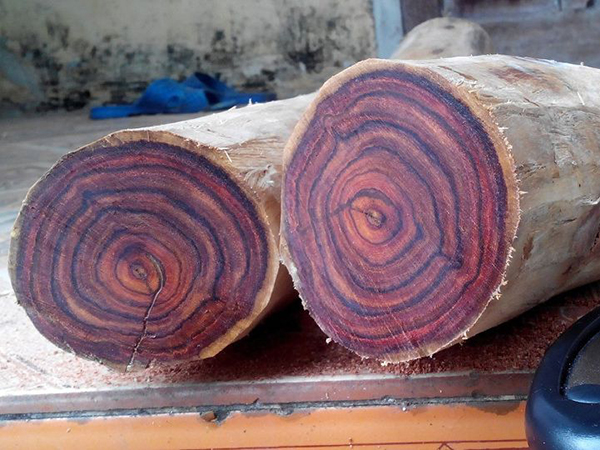 Red Sua Tree Seeds (Huynh Dan, Trac Thot, Hue) Ct500 - Pack of 20 Seeds