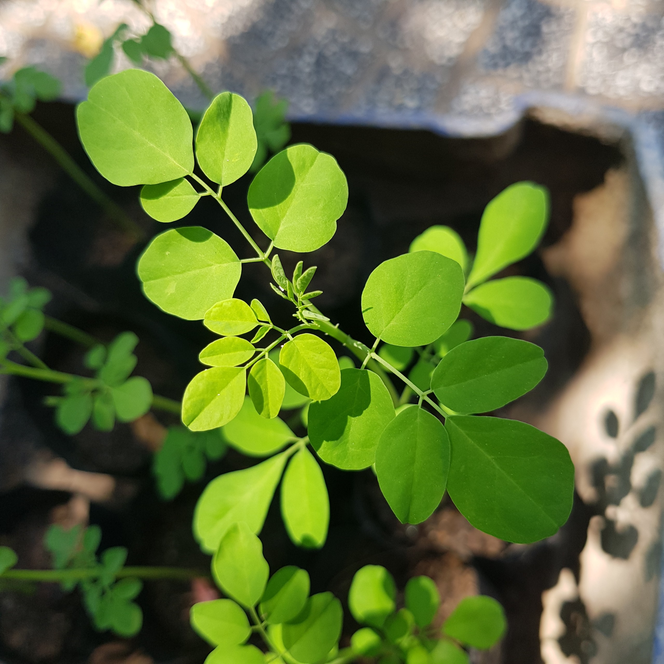 CÂY GIỐNG CHÙM NGÂY