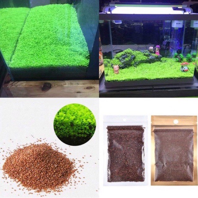 [HCM]HẠT GIỐNG TRÂN CHÂU NGỌC TRAI THỦY SINH HỒ CÁ
