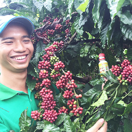 Cà phê hạt nguyên chất, cà phê hạt ROBUSTA 100% Rang Mộc ( 1KG )