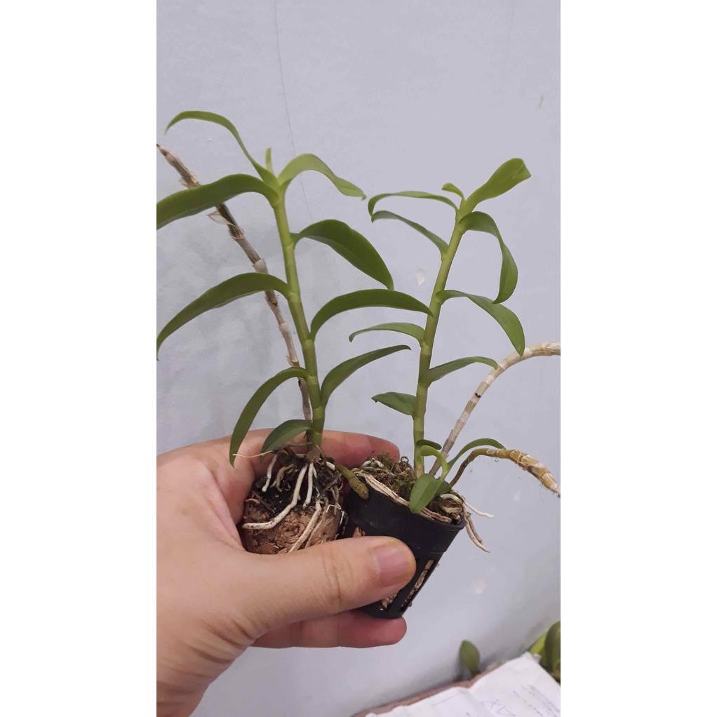 [FREESHIP - Xả Khô Máu] Hoa phong lan phi điệp trắng