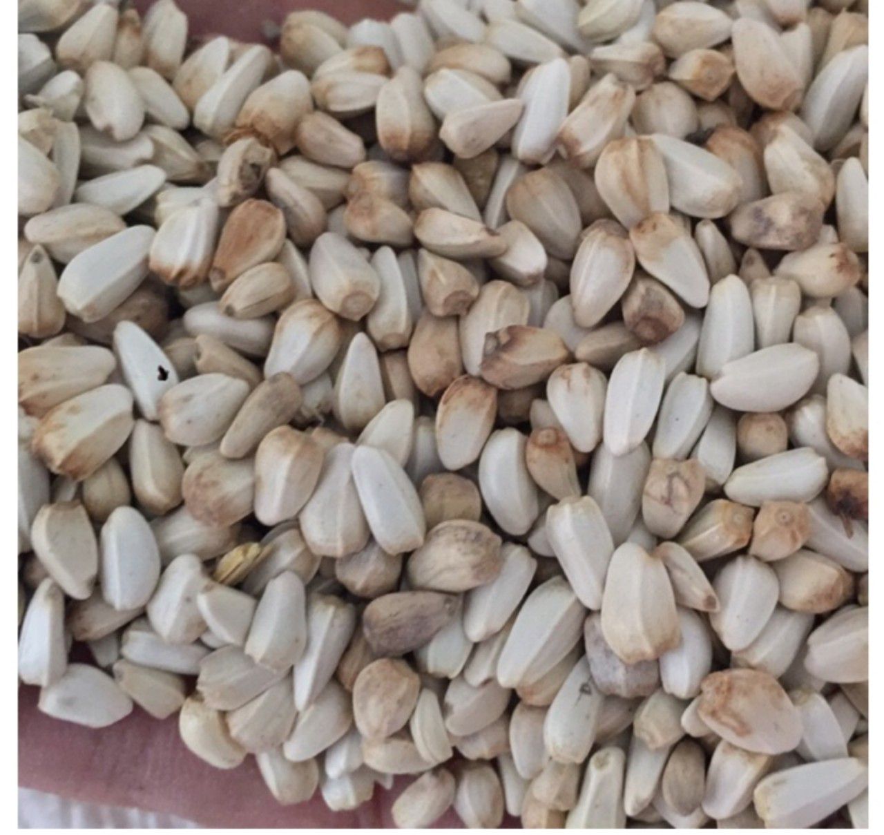 HẠT KHAM (hạt hoa Rum) túi 1kg