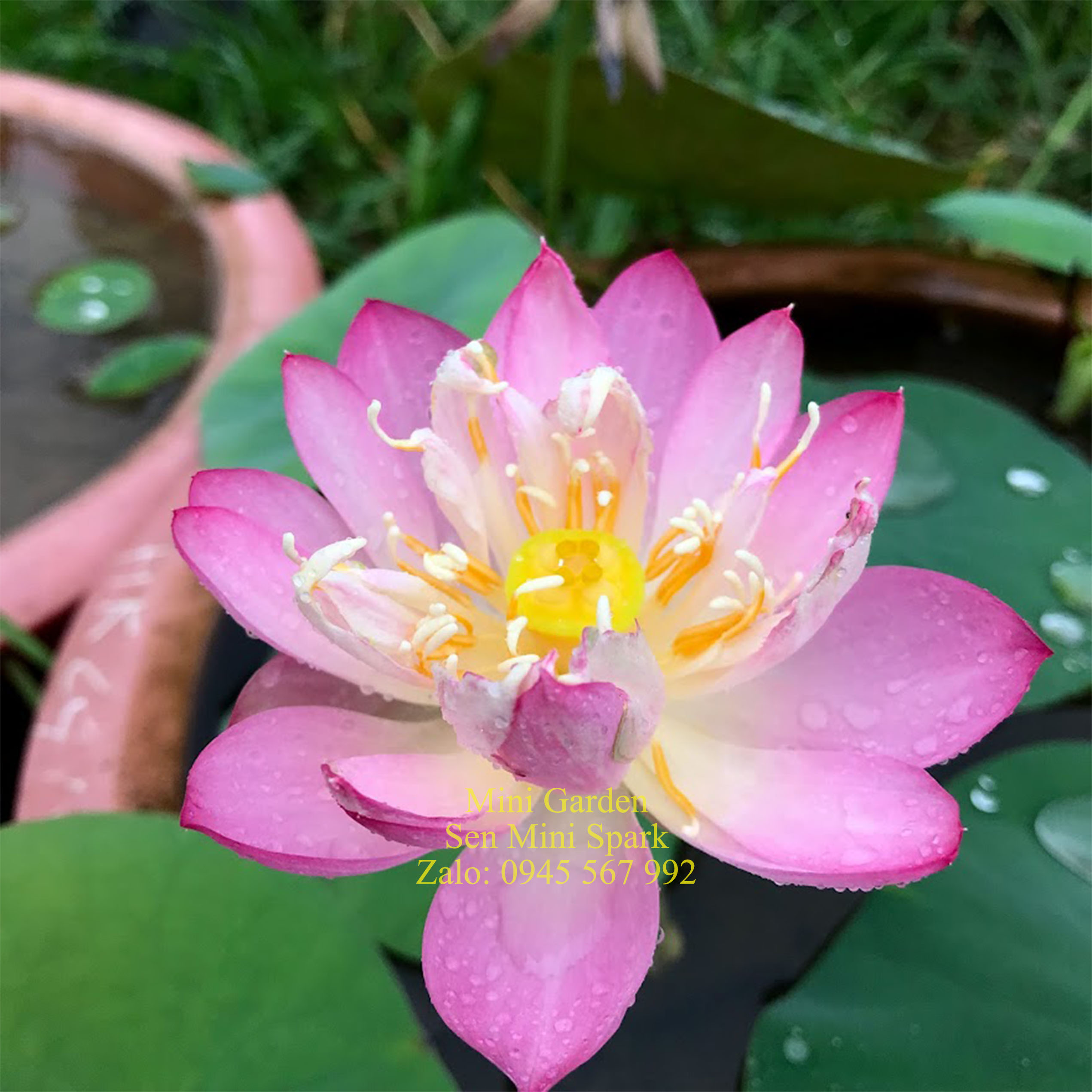 Củ giống sen mini Spark