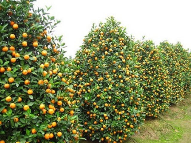 Quất (Tắc)