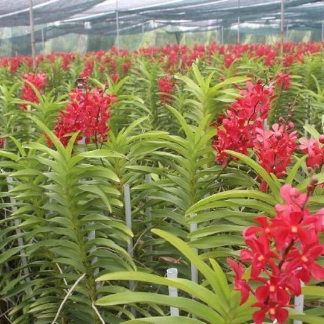 CÂY GIỐNG LAN MOKARA ĐỦ MÀU HÀNG THÁI LAN