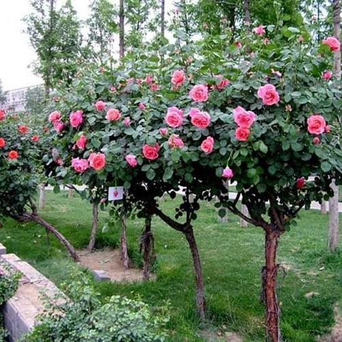 Hạt Giống Hoa Hồng Thân Gỗ . Túi 20 Hạt
