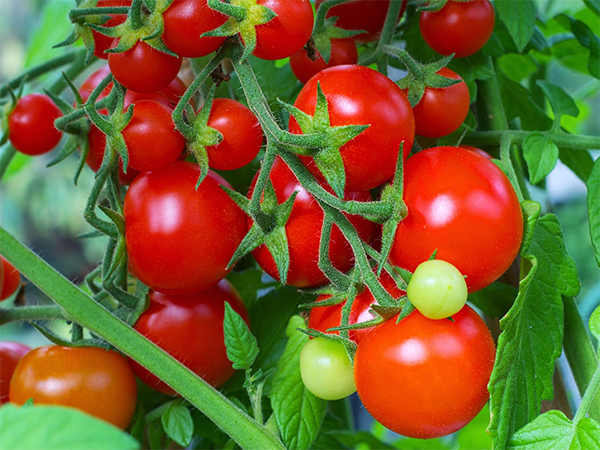 Super Fruit tomato seed (including poop)