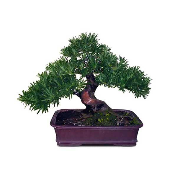 cây tùng la hán cao 30cm-feership từ 50k