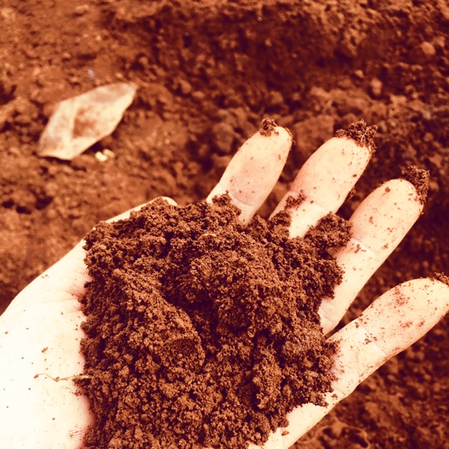 Đất đỏ bazan Đak lak dùng để trồng rau, trồng hoa.