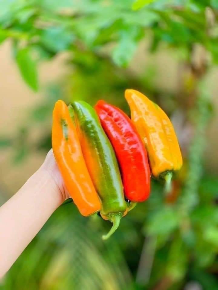 Ớt trái cây ngọt Sweet Palemo