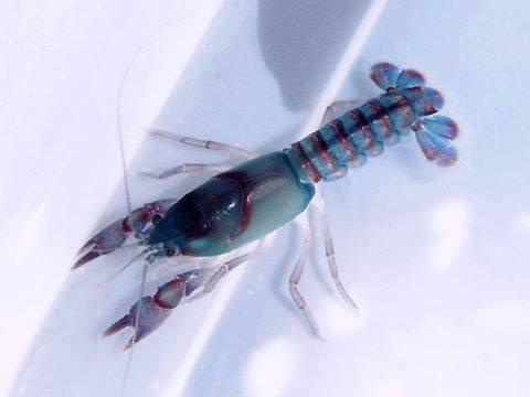 Combo 5 thức ăn tôm tép cảnh Crawfish