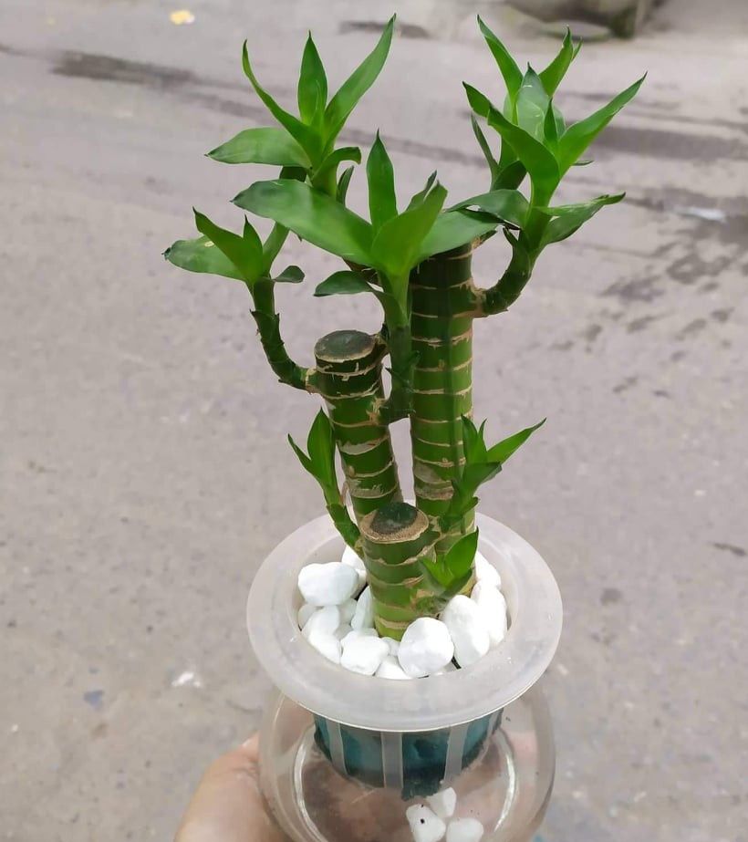 Cây Phát Tài,Freeship Cây Phát Lộc Thủy Sinh [Siêu Giảm Giá]