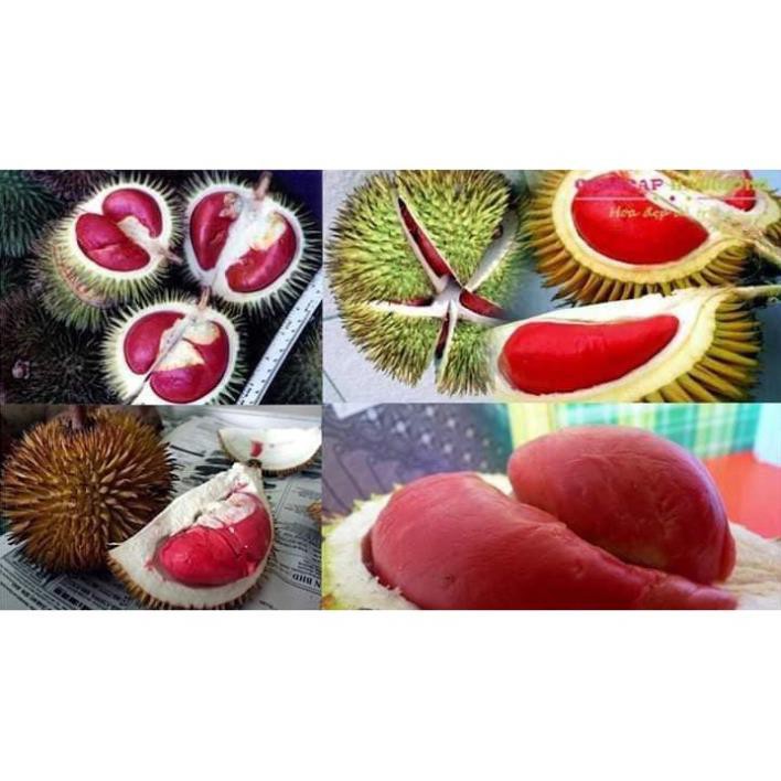 CÂY GIỐNG SẦU RIÊNG RUỘT ĐỎ