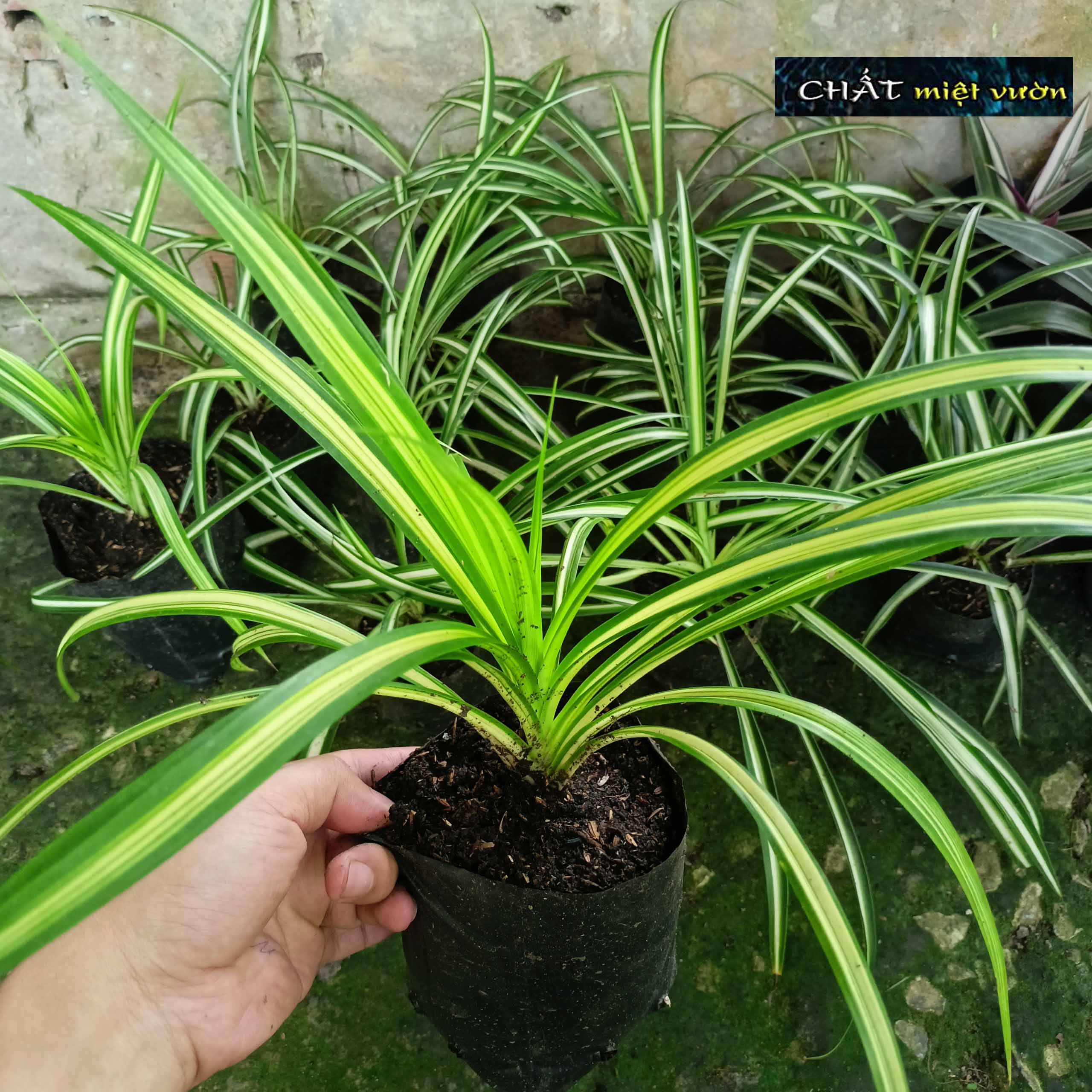 Cỏ mẫu tử giống - cỏ lan chi giống (viền xanh gân trắng)