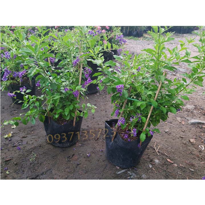 cây hoa ngọc chuỗi tím