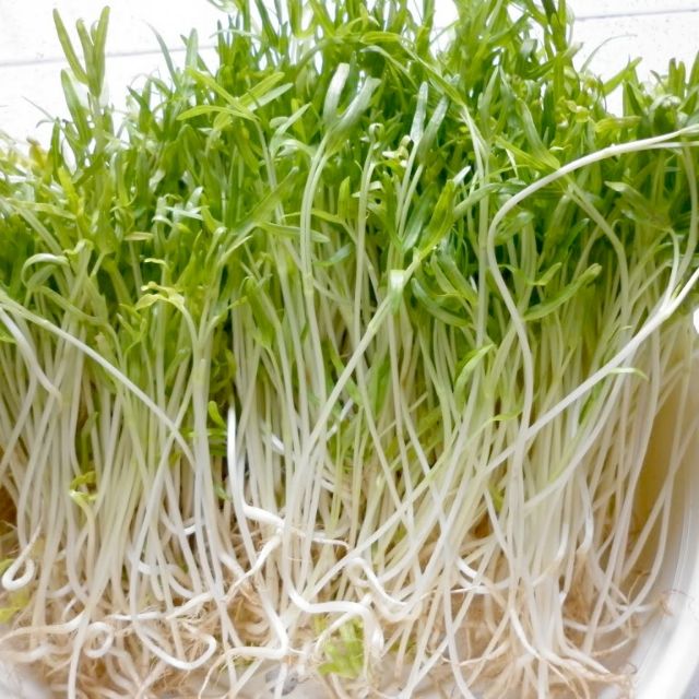 "Gói 50Gr Hạt " Hạt Giống Mầm Rau Muống