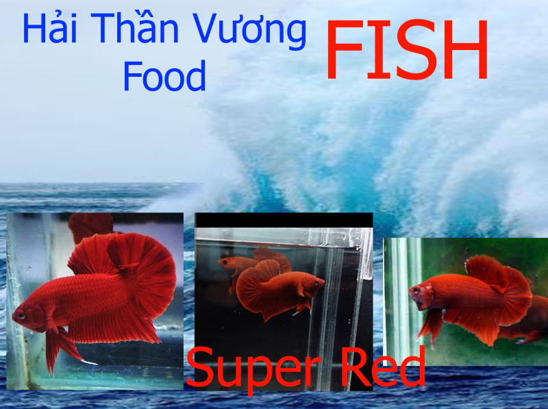 Trang trí bể cá - Betta Super Red (Cá Lia thia Super Red) Trống