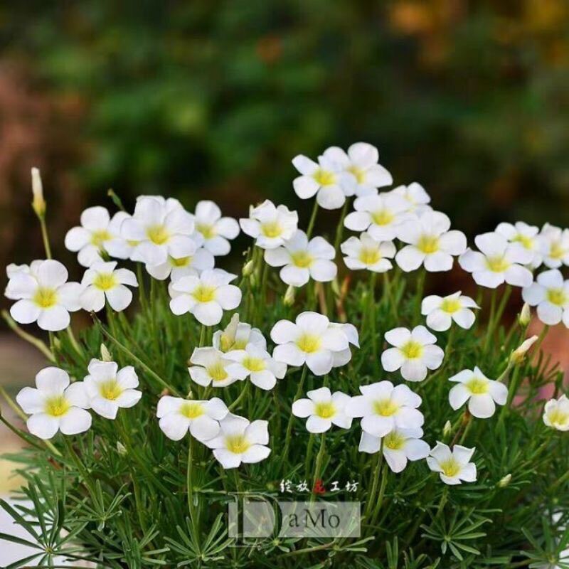 Củ hoa oxalis (5 củ giá sỉ)