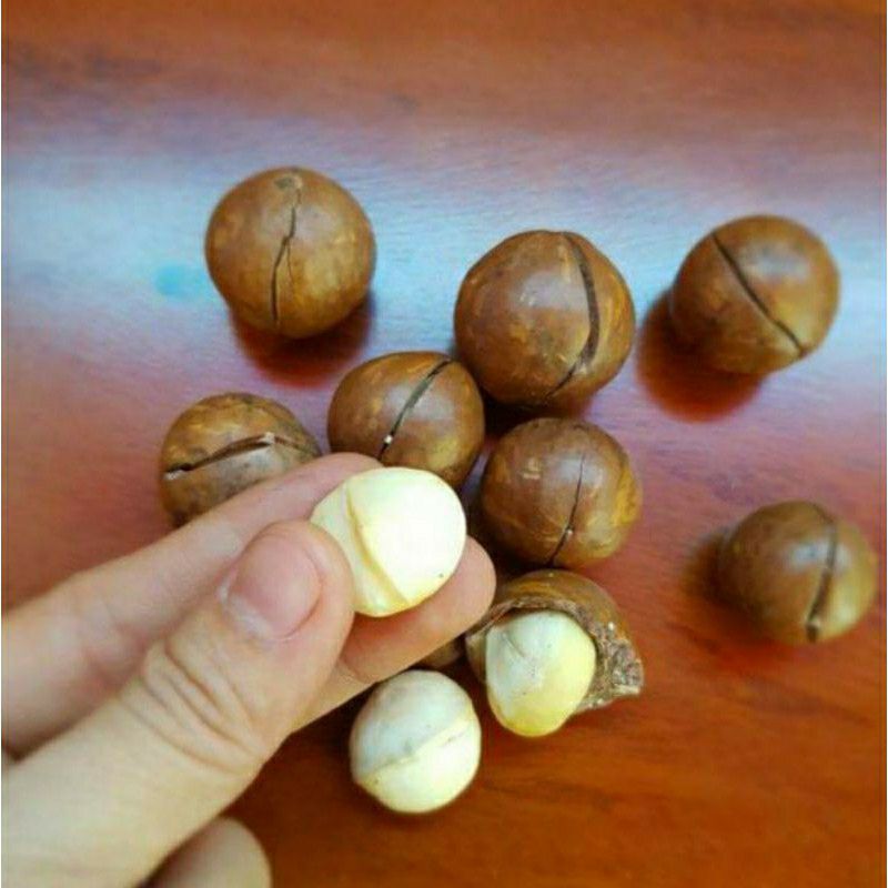 0.5kg macca sạch cao cấp Lâm Đồng size A { từ 2.3cm đến 2.7cm}