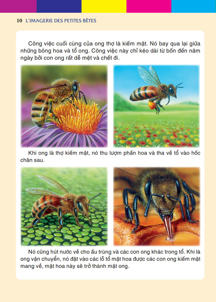 Những con vật bé nhỏ (bìa cứng)