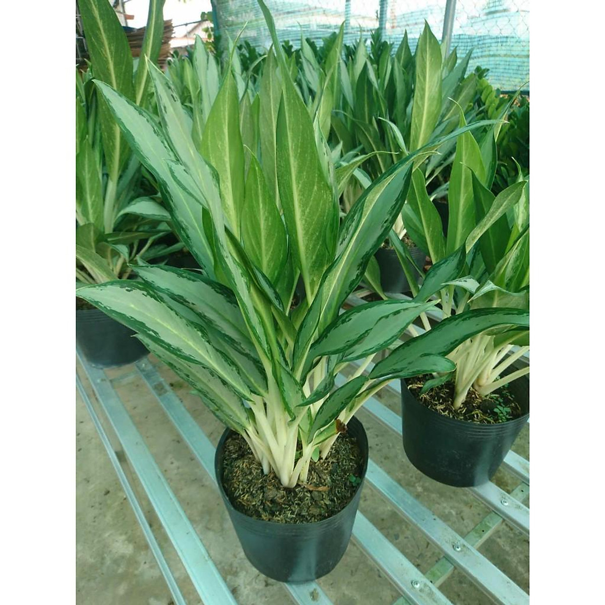 Cây Giữ Tiền (Cây phong thủy trong nhà)