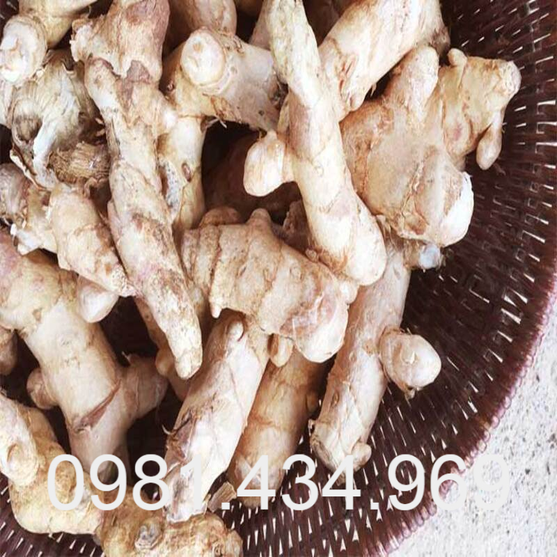 Nghệ trắng tươi 01kg chuẩn rừng sạch đẹp