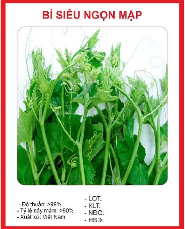 Hạt giống bi ngọn ( bí siêu đọt ) CT06- Gói 5gram