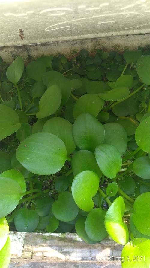 Bèo nhật - Cây thủy sinh (1 gói 10 đến 15 gốc)