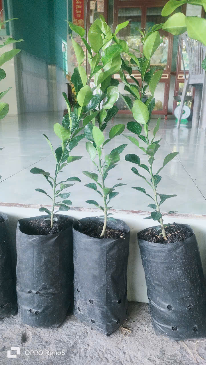 Chanh thái. Cây chúc.10 CÂY ĐẸP. 500K